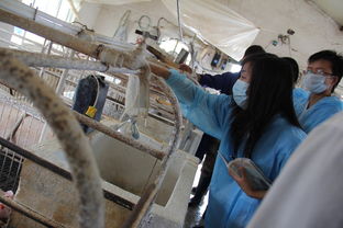 河南科技大學動物科技學院科技支農幫扶團 為中國中原地區畜牧行業發展添磚加瓦